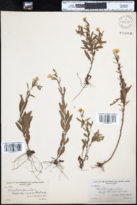 Oenothera perennis image