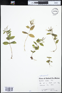 Epilobium ciliatum image