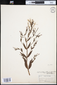 Epilobium ciliatum image