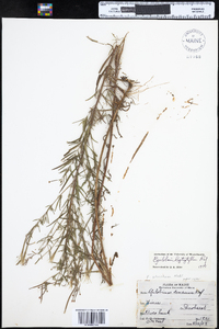 Epilobium leptophyllum image