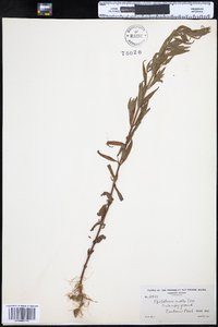 Epilobium strictum image