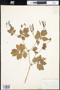 Chelidonium majus image