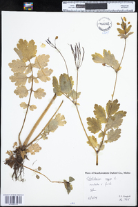 Chelidonium majus image