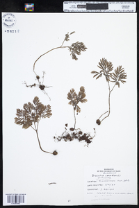 Dicentra canadensis image