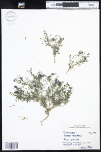 Fumaria officinalis subsp. officinalis image