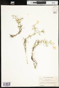 Phlox subulata subsp. subulata image