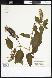 Phytolacca americana var. americana image