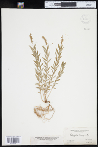 Polygala senega image