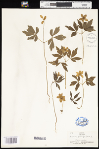 Anemone quinquefolia var. quinquefolia image