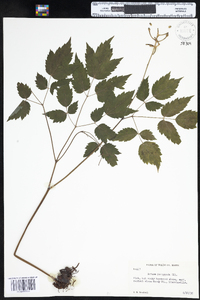 Actaea pachypoda image