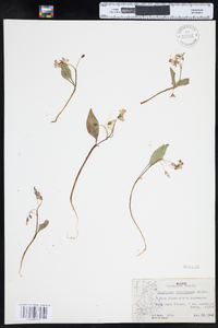 Claytonia caroliniana image