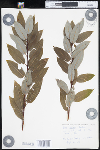 Salix pyrifolia image