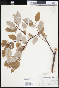 Salix pyrifolia image