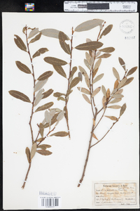 Salix pedicellaris image