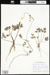 Ranunculus repens image