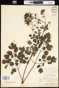 Thalictrum pubescens image