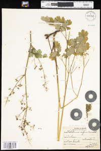 Thalictrum venulosum image