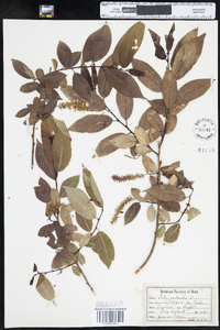 Salix pentandra image