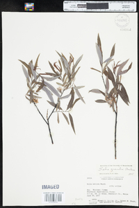 Salix petiolaris image