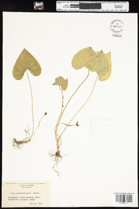 Viola sororia image