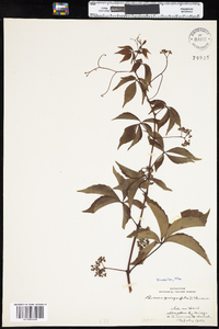 Parthenocissus quinquefolia image