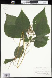 Laportea canadensis image