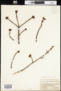 Acer rubrum image