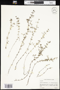 Galium tinctorium image