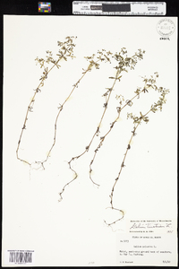 Galium tinctorium var. tinctorium image