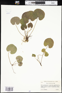 Viola renifolia image