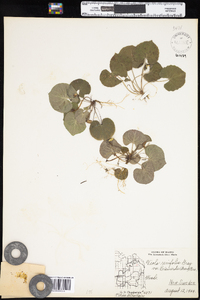 Viola renifolia image