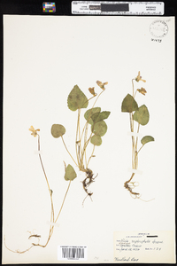 Viola nephrophylla image