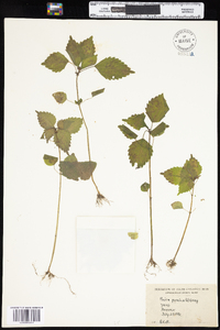 Pilea pumila var. pumila image