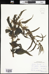 Urtica dioica subsp. dioica image