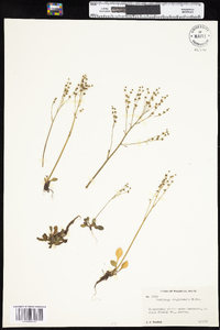 Saxifraga virginiensis var. virginiensis image