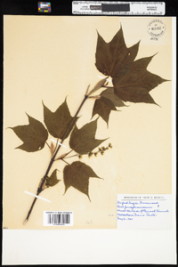 Acer pensylvanicum image