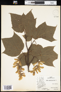 Acer pensylvanicum image