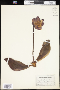 Sarracenia purpurea image