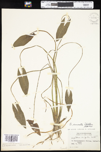 Sagittaria cuneata image