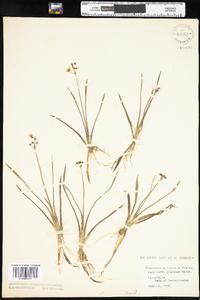 Sagittaria graminea var. graminea image