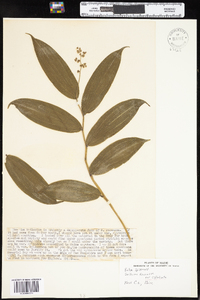 Maianthemum racemosum subsp. racemosum image