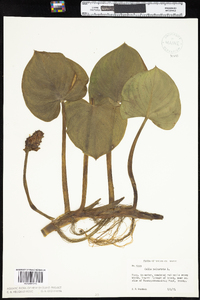 Calla palustris image