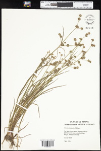 Juncus acuminatus image