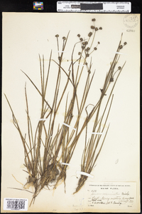 Juncus acuminatus image