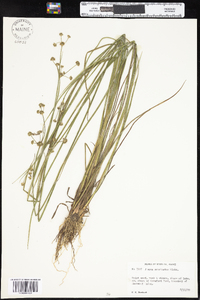 Juncus acuminatus image