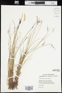 Sisyrinchium mucronatum image