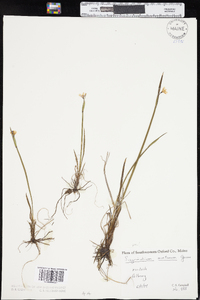 Sisyrinchium montanum var. crebrum image