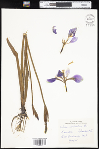 Iris versicolor image