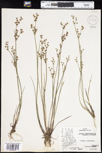 Juncus brevicaudatus image