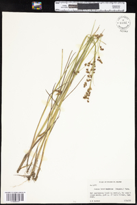 Juncus brevicaudatus image